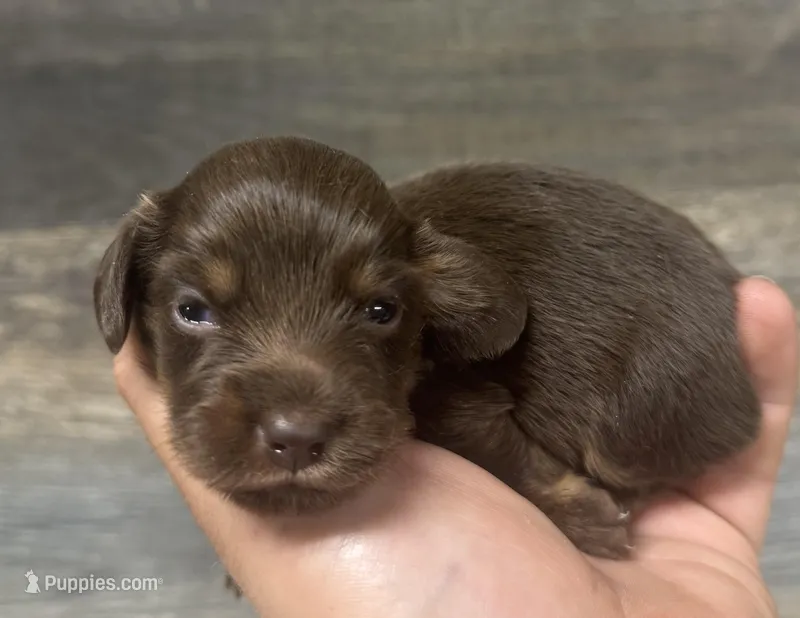 Daisy-lh (Russian dad(creme/deluite – Miniature Dachshund puppy for sale in Aiken, SC