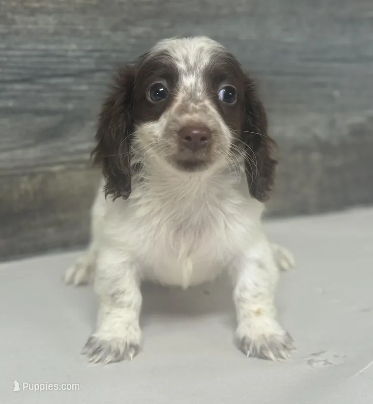 Spot-lh (pet home only – Miniature Dachshund puppy for sale in Aiken, SC