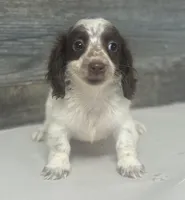 Spot-lh (pet home only, a male Miniature Dachshund for sale in Aiken, SC – Photo 1 of 2