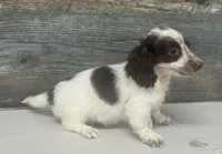 Spot-lh (pet home only, a male Miniature Dachshund for sale in Aiken, SC – Photo 2 of 2