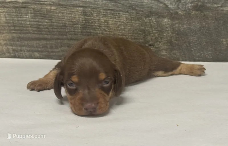 Chec (crème/lh/daple – Miniature Dachshund puppy for sale in Aiken, SC
