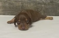 Chec (crème/lh/daple, a male Miniature Dachshund for sale in Aiken, SC – 1 of 2