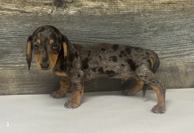 Chevy (daple/creme – Miniature Dachshund puppy for sale in Aiken, SC