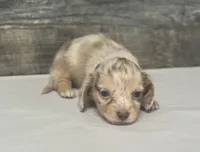 Vin-lh (daple/creme/pie/deluite, a male Miniature Dachshund for sale in Aiken, SC – 3 of 3
