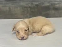 Atlas-lh (crème/dapple, a male Miniature Dachshund for sale in Aiken, SC – 2 of 2