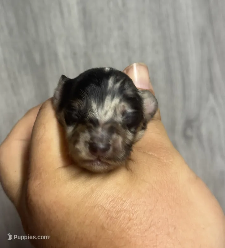 Bambam-lh (daple/creme – Miniature Dachshund puppy for sale in Aiken, SC