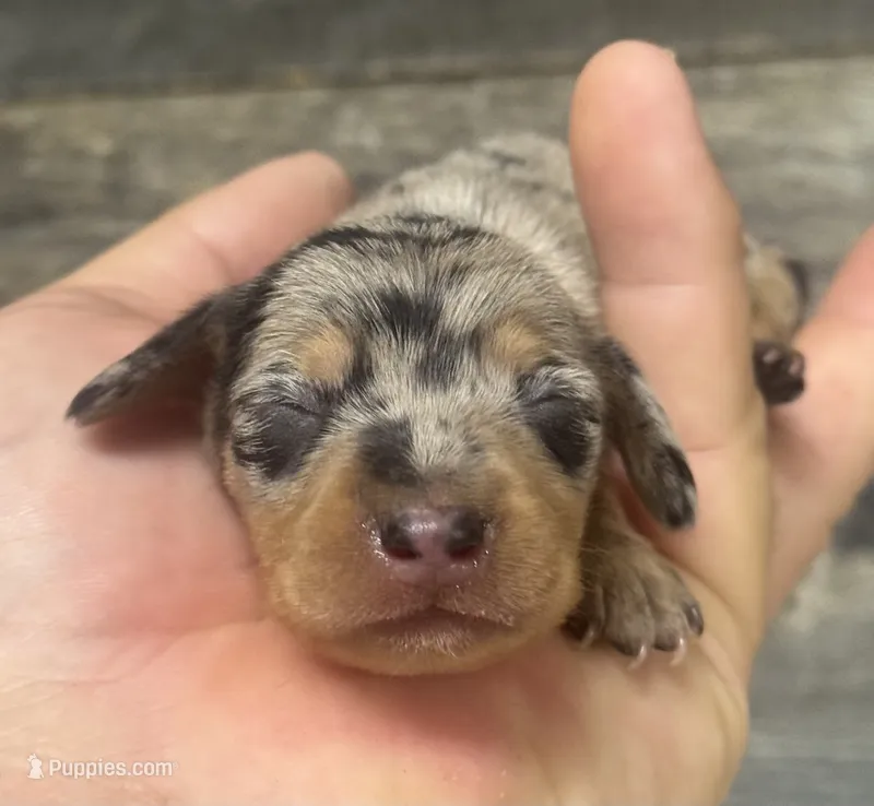 Harley  (daple/creme/deluit/lh – Miniature Dachshund puppy for sale in Aiken, SC