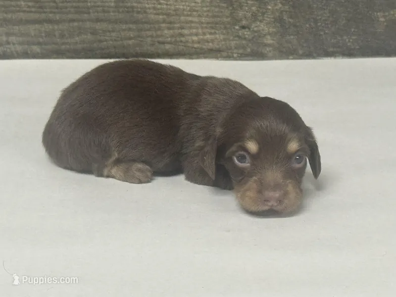 Diva-lh (daple/creme – Miniature Dachshund puppy for sale in Aiken, SC