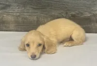 Cash-lh (pet home only, a male Miniature Dachshund for sale in Aiken, SC – 1 of 1