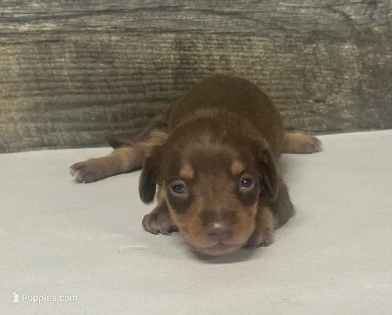 Coco (daple/deluite/pie/lh/creme – Miniature Dachshund puppy for sale in Aiken, SC