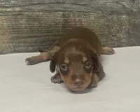 Coco (daple/deluite/pie/lh/creme, a female Miniature Dachshund for sale in Aiken, SC – 1 of 3