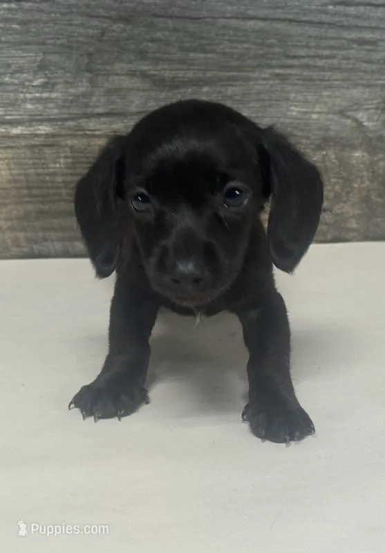 Ace (dapple/creme/lh/pie – Miniature Dachshund puppy for sale in Aiken, SC