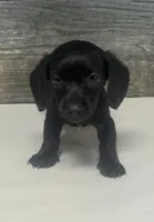 Ace (dapple/creme/lh/pie, a male Miniature Dachshund for sale in Aiken, SC – 1 of 2