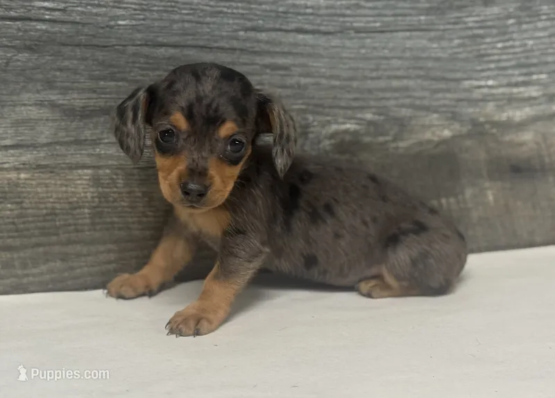 Baby (daple/creme – Miniature Dachshund puppy for sale in Aiken, SC