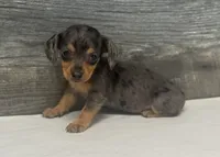 Baby (daple/creme, a female Miniature Dachshund for sale in Aiken, SC – 1 of 2