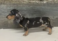 Buddy (daple/creme, a male Miniature Dachshund for sale in Aiken, SC – 2 of 2