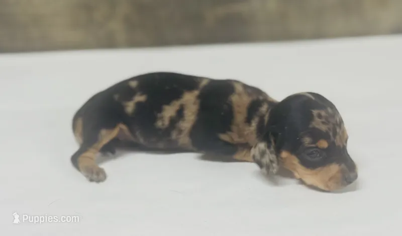 Boss (dapple/creme/lh – Miniature Dachshund puppy for sale in Aiken, SC