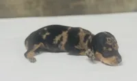 Boss (dapple/creme/lh, a male Miniature Dachshund for sale in Aiken, SC – 1 of 3