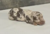 Lolly-lh (daple/creme, a female Miniature Dachshund for sale in Aiken, SC – 3 of 3
