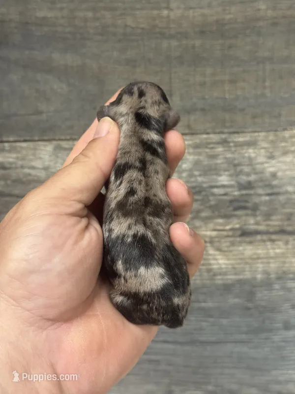 Pepper (daple/creme/pie/lh – Miniature Dachshund puppy for sale in Aiken, SC