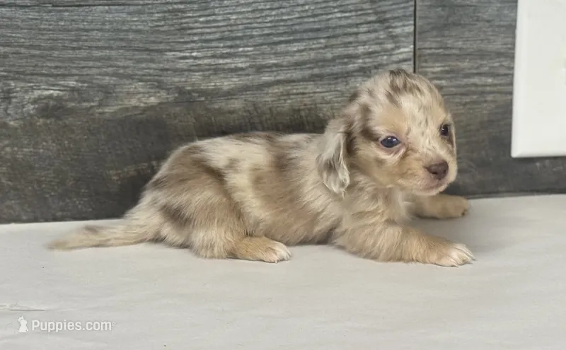 Vin-lh (daple/creme/pie/deluite – Miniature Dachshund puppy for sale in Aiken, SC