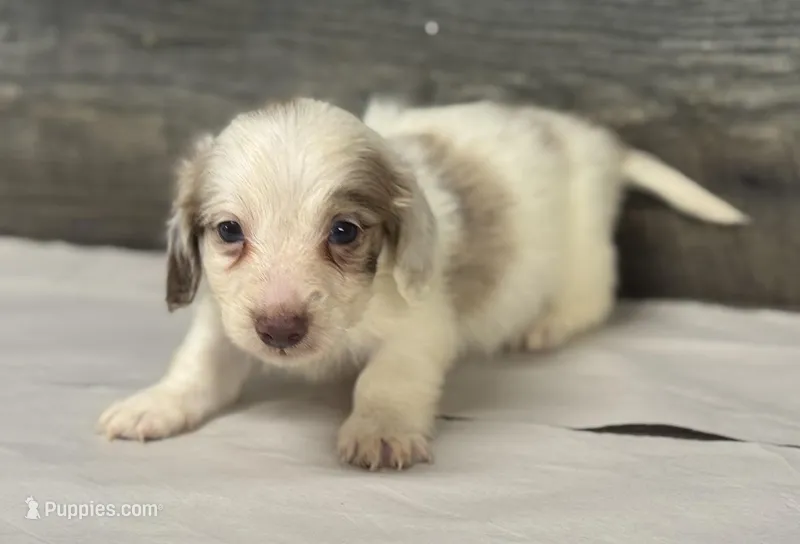 Chex-lh (daple/creme/pie/deluite – Miniature Dachshund puppy for sale in Aiken, SC