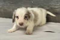 Chex-lh (daple/creme/pie/deluite, a male Miniature Dachshund for sale in Aiken, SC – Photo 1 of 2