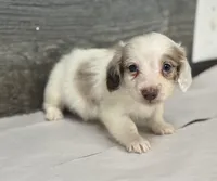 Chex-lh (daple/creme/pie/deluite, a male Miniature Dachshund for sale in Aiken, SC – Photo 2 of 2