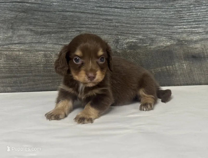 Brownie-lh (crème/deluite/daple/pie – Miniature Dachshund puppy for sale in Aiken, SC