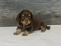 Brownie-lh (crème/deluite/daple/pie, a male Miniature Dachshund for sale in Aiken, SC – 1 of 4