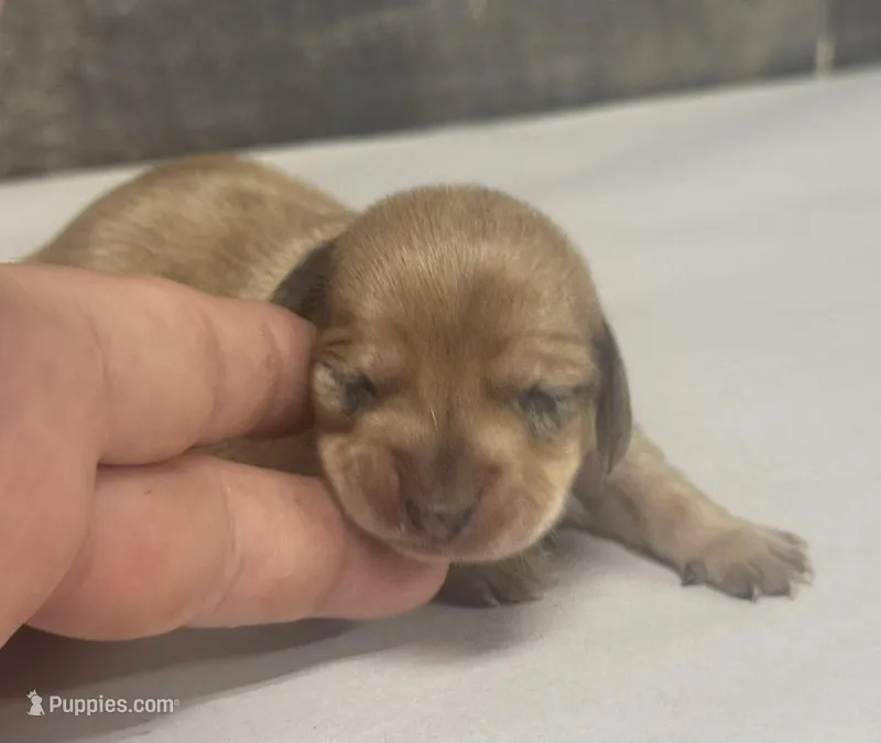 Bud (daple/crem/lh/deluite – Miniature Dachshund puppy for sale in Aiken, SC
