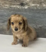 Demi-lh (pet home only), a male Miniature Dachshund for sale in Aiken, SC – Photo 2 of 3