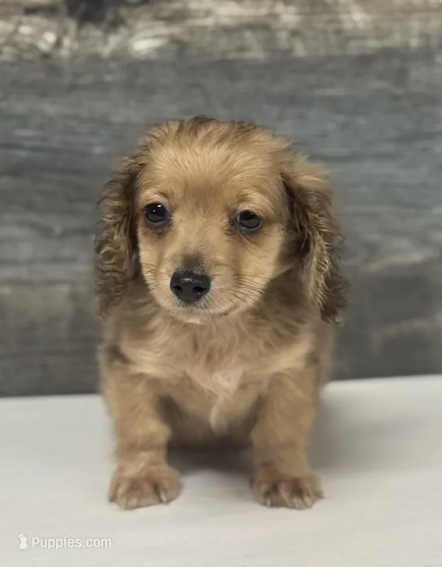 Demi-lh (pet home only) – Miniature Dachshund puppy for sale in Aiken, SC