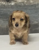 Demi-lh (pet home only), a male Miniature Dachshund for sale in Aiken, SC – Photo 1 of 3