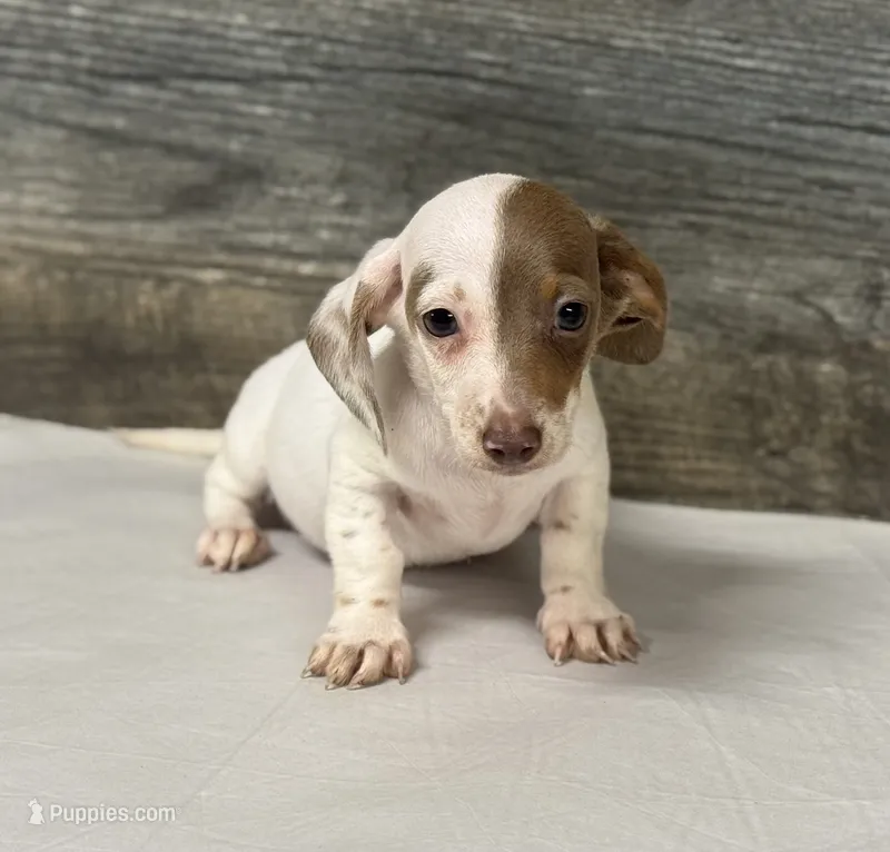 Teddy (Deluite/pie – Miniature Dachshund puppy for sale in Aiken, SC