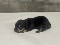 Jack (daple/pie/creme/lh, a male Miniature Dachshund for sale in Aiken, SC – 2 of 2