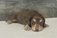 Max-lh (daple/creme, a male Miniature Dachshund for sale in Aiken, SC – Photo 1 of 3