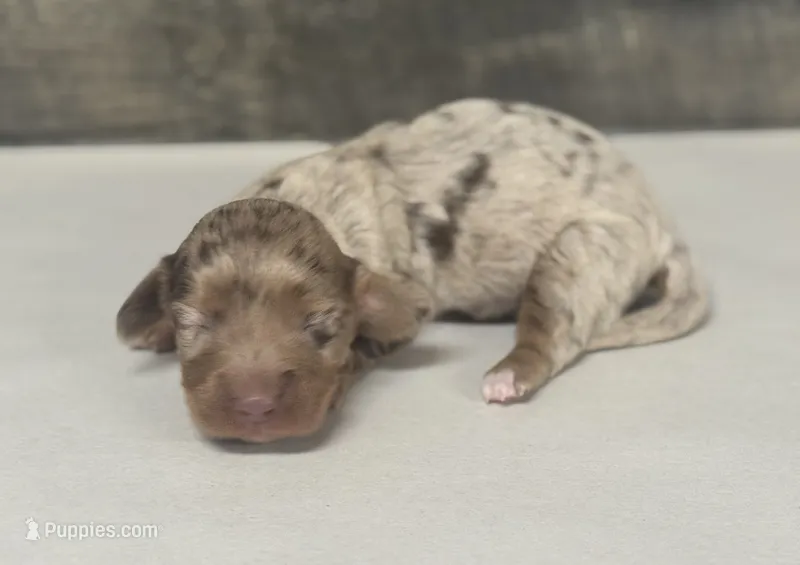 Bruno-lh (daple/creme – Miniature Dachshund puppy for sale in Aiken, SC