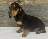 Lady (daple/creme, a female Miniature Dachshund for sale in Aiken, SC – 2 of 3