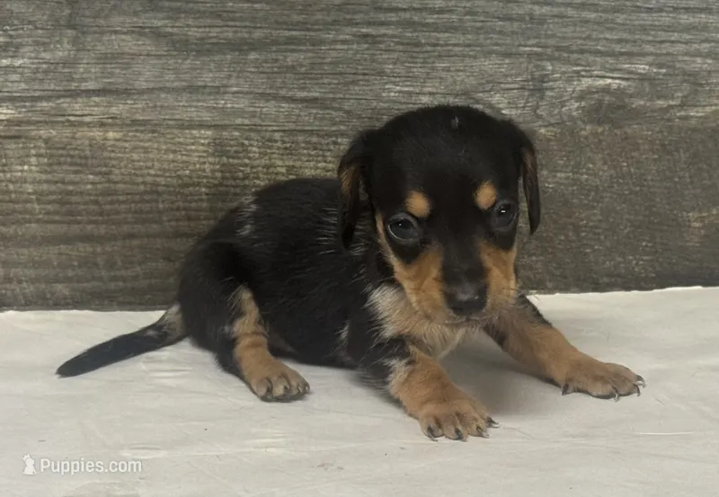 Buddy (daple/deluite/creme/lh – Miniature Dachshund puppy for sale in Aiken, SC
