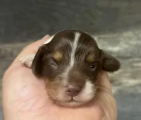 Rambo-lh (Russian dad(creme/deluite, a male Miniature Dachshund for sale in Aiken, SC – Photo 1 of 2