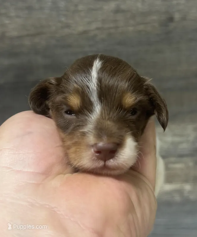 Rambo-lh (Russian dad(creme/deluite – Miniature Dachshund puppy for sale in Aiken, SC