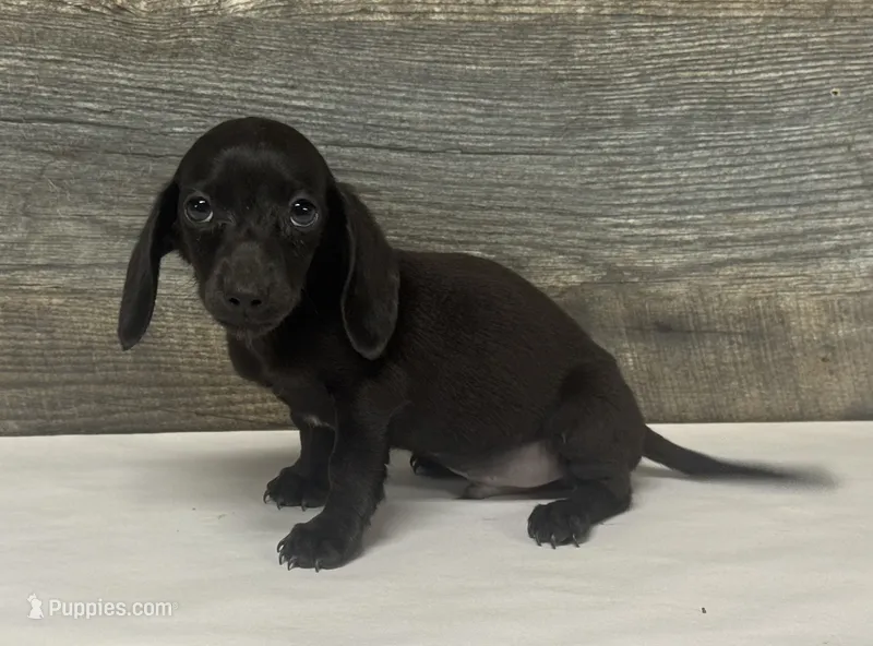 Mack (daple/creme/pie – Miniature Dachshund puppy for sale in Aiken, SC