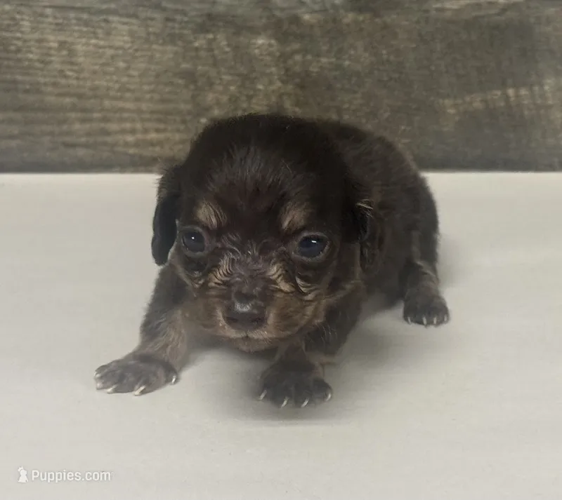 Gator-lh (daple/creme – Miniature Dachshund puppy for sale in Aiken, SC
