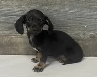 Aj (daple/creme/deluite/lh, a male Miniature Dachshund for sale in Aiken, SC – Photo 2 of 2