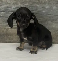 Aj (daple/creme/deluite/lh, a male Miniature Dachshund for sale in Aiken, SC – Photo 1 of 2