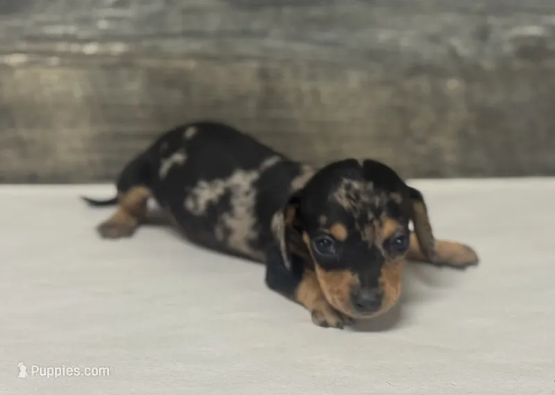 Chip- (daple/creme/lh – Miniature Dachshund puppy for sale in Aiken, SC