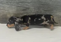 Chips (daple/creme, a male Miniature Dachshund for sale in Aiken, SC – 3 of 3