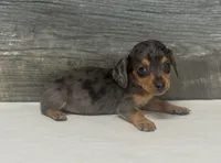 Baby (daple/creme, a female Miniature Dachshund for sale in Aiken, SC – 2 of 2