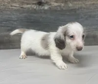 Chex-lh (daple/creme/pie/deluite, a male Miniature Dachshund for sale in Aiken, SC – Photo 2 of 3